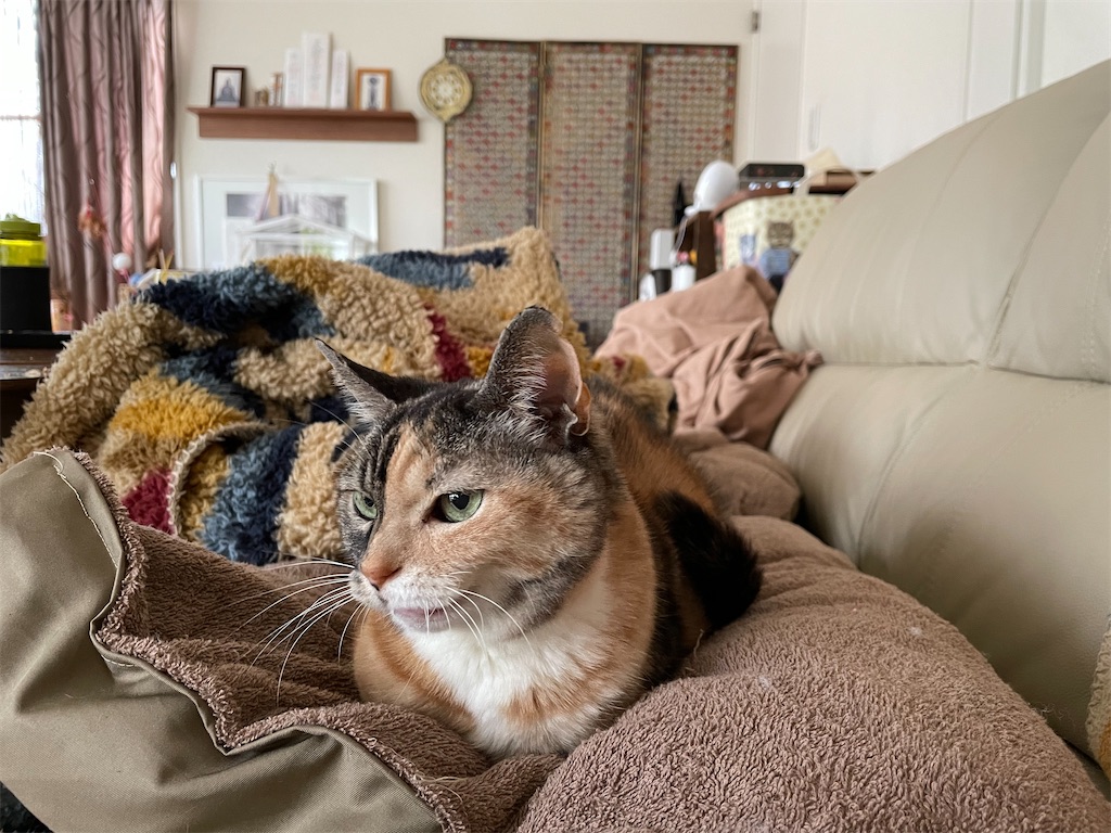 f:id:hiraryo0201:20220206150612j:image