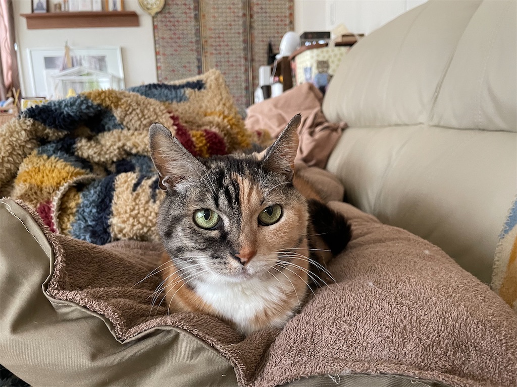 f:id:hiraryo0201:20220206150616j:image