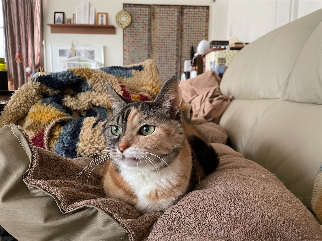 f:id:hiraryo0201:20220206150620j:image