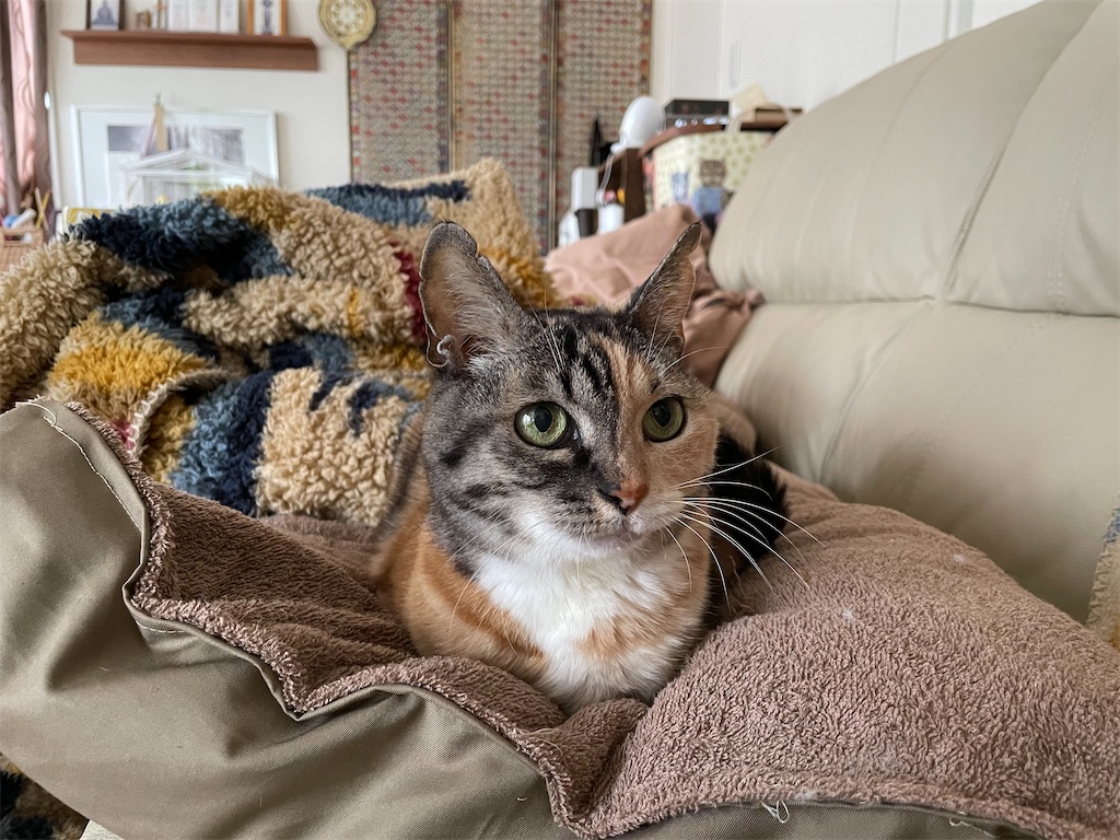 f:id:hiraryo0201:20220206150623j:image