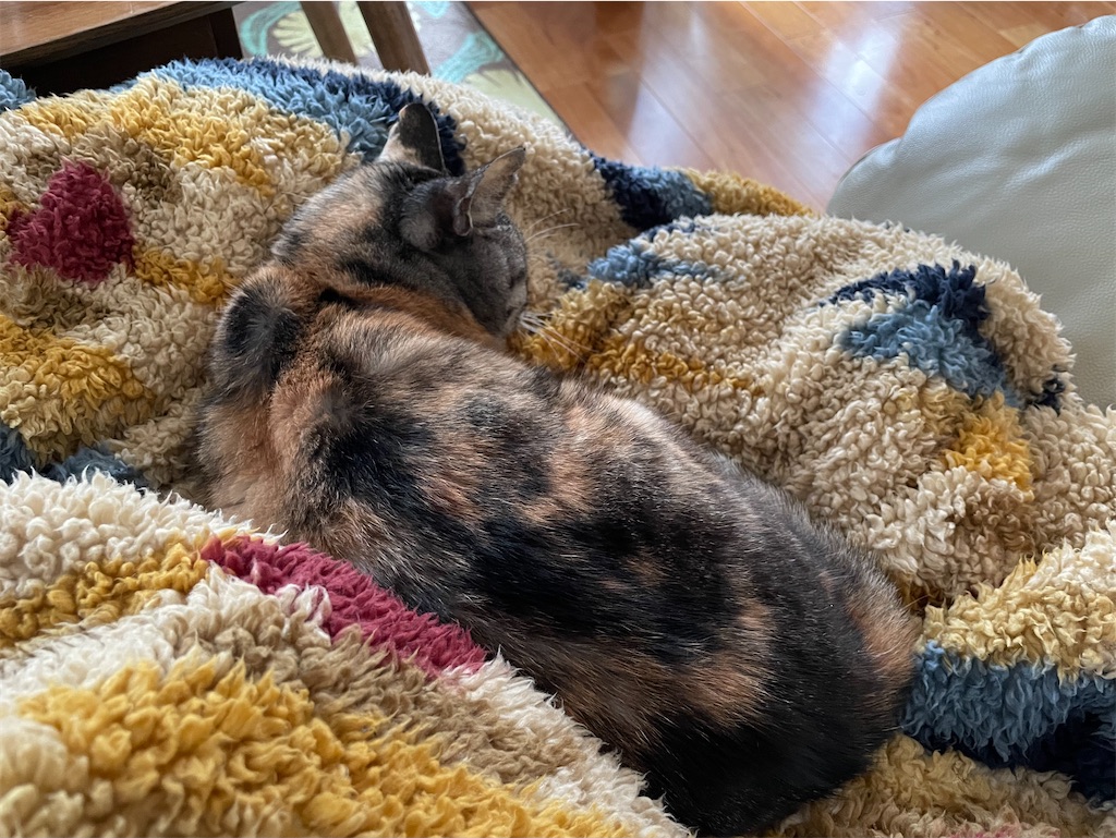 f:id:hiraryo0201:20220206152332j:image