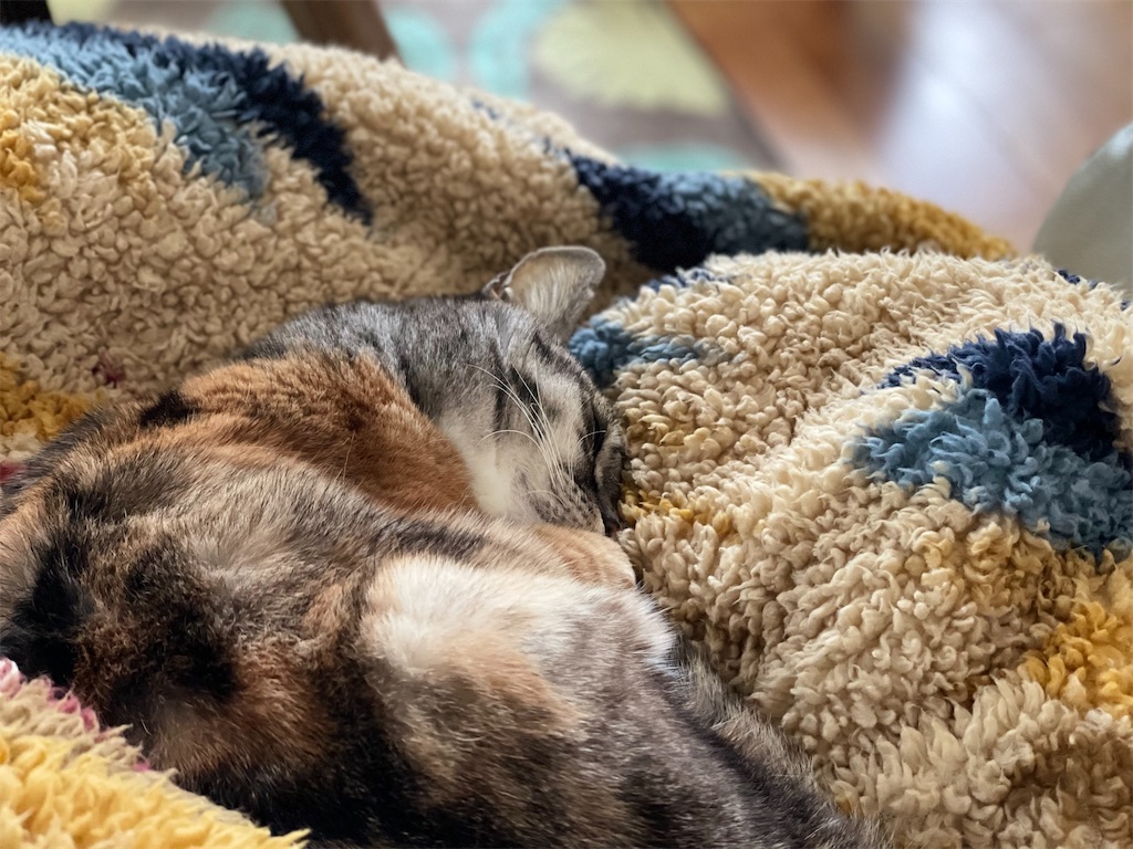 f:id:hiraryo0201:20220206153138j:image f:id:hiraryo0201:20220206153138j:image