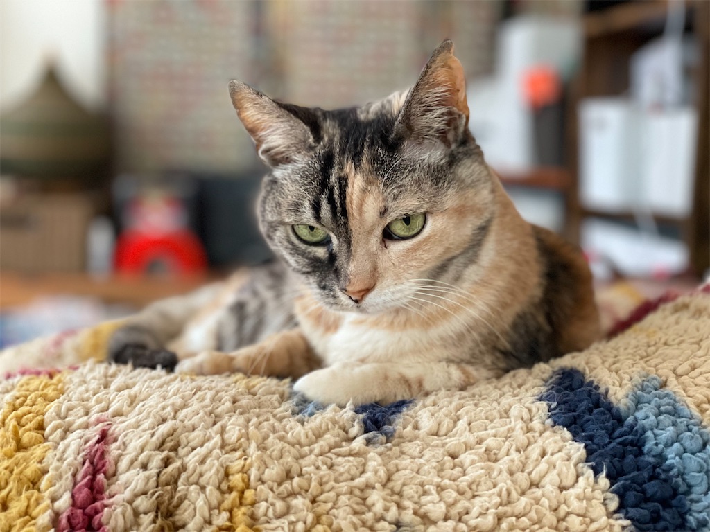 f:id:hiraryo0201:20220312172447j:image