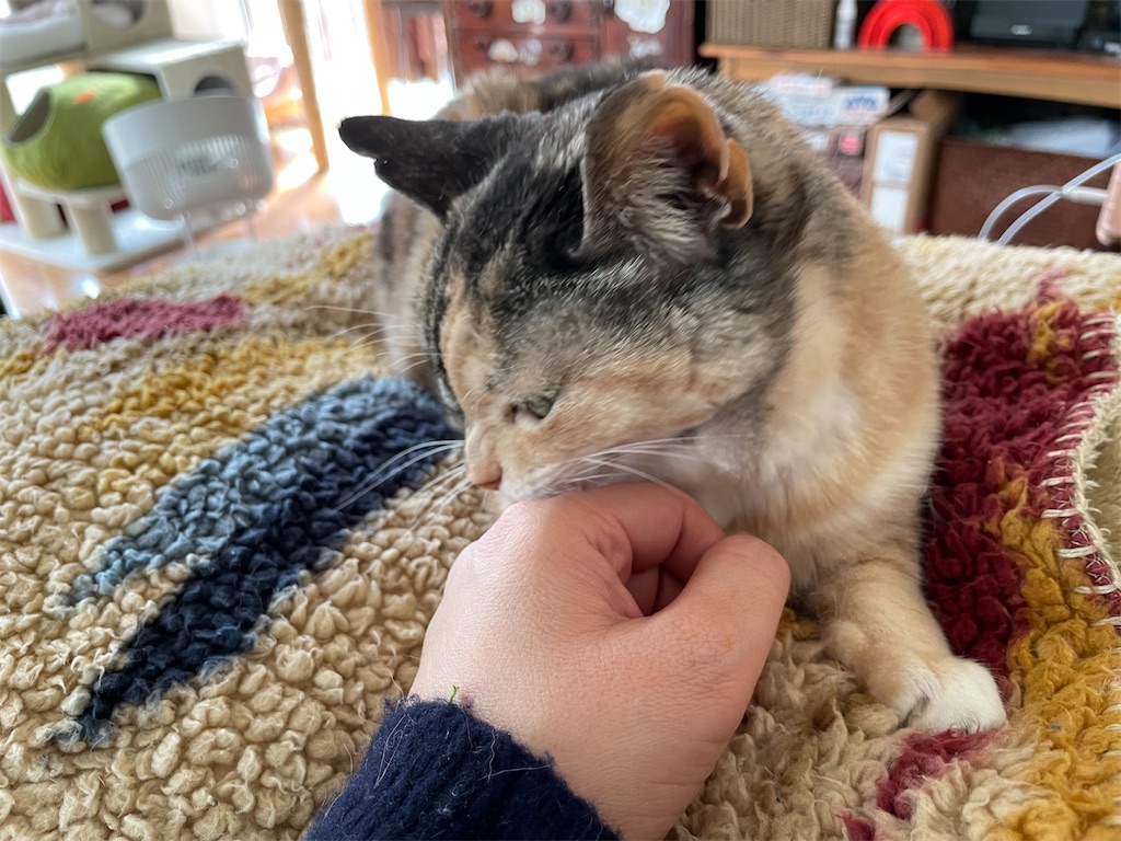 f:id:hiraryo0201:20220312172453j:image