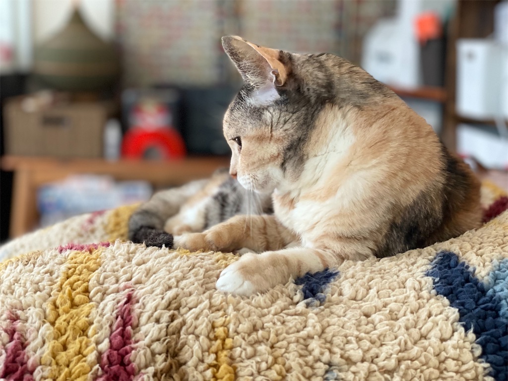 f:id:hiraryo0201:20220312172459j:image