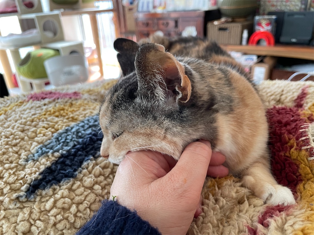 f:id:hiraryo0201:20220312172508j:image