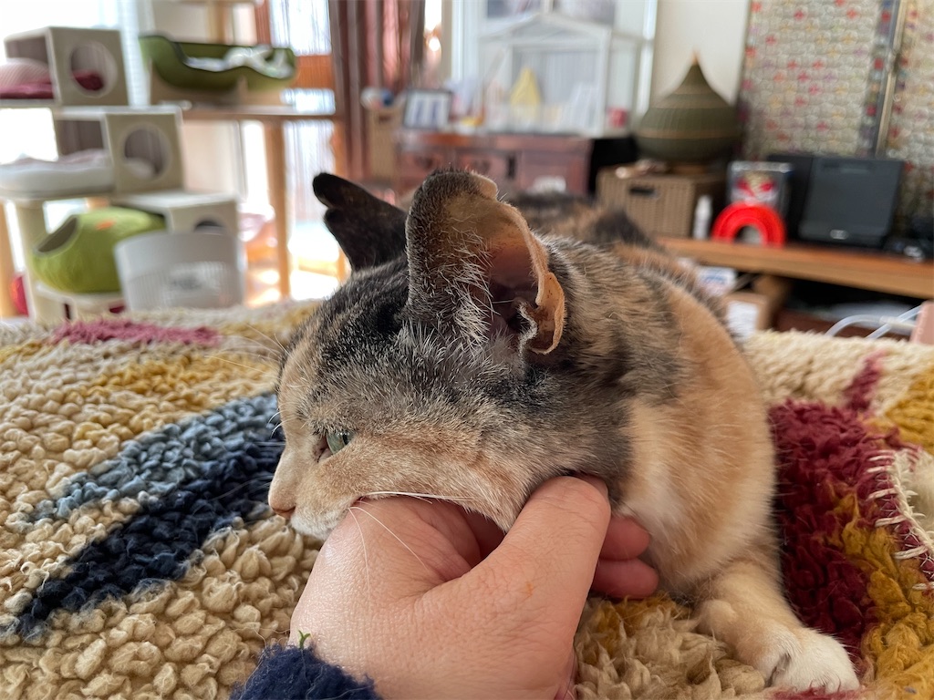 f:id:hiraryo0201:20220312172511j:image