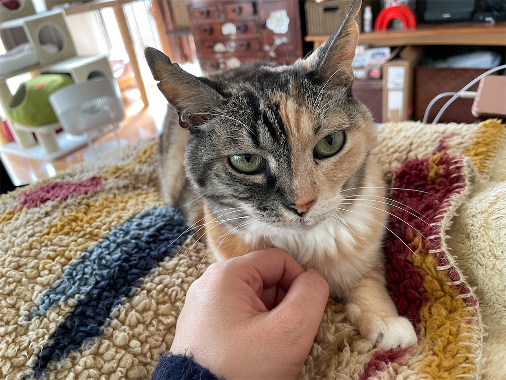 f:id:hiraryo0201:20220312172514j:image