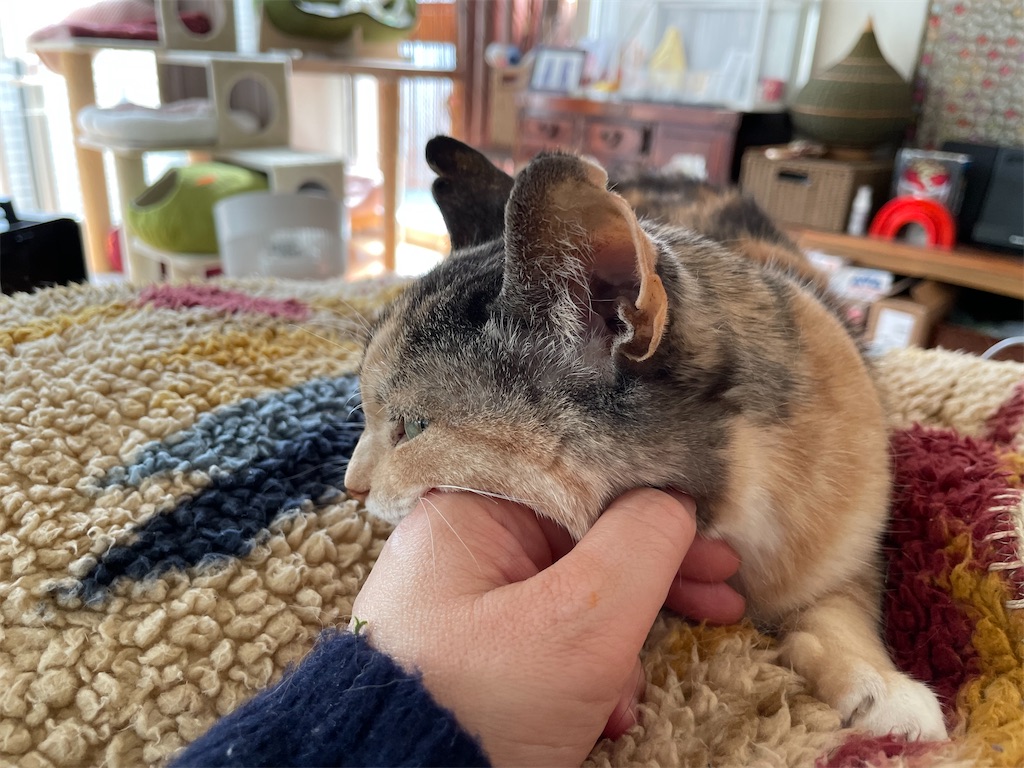 f:id:hiraryo0201:20220312172518j:image