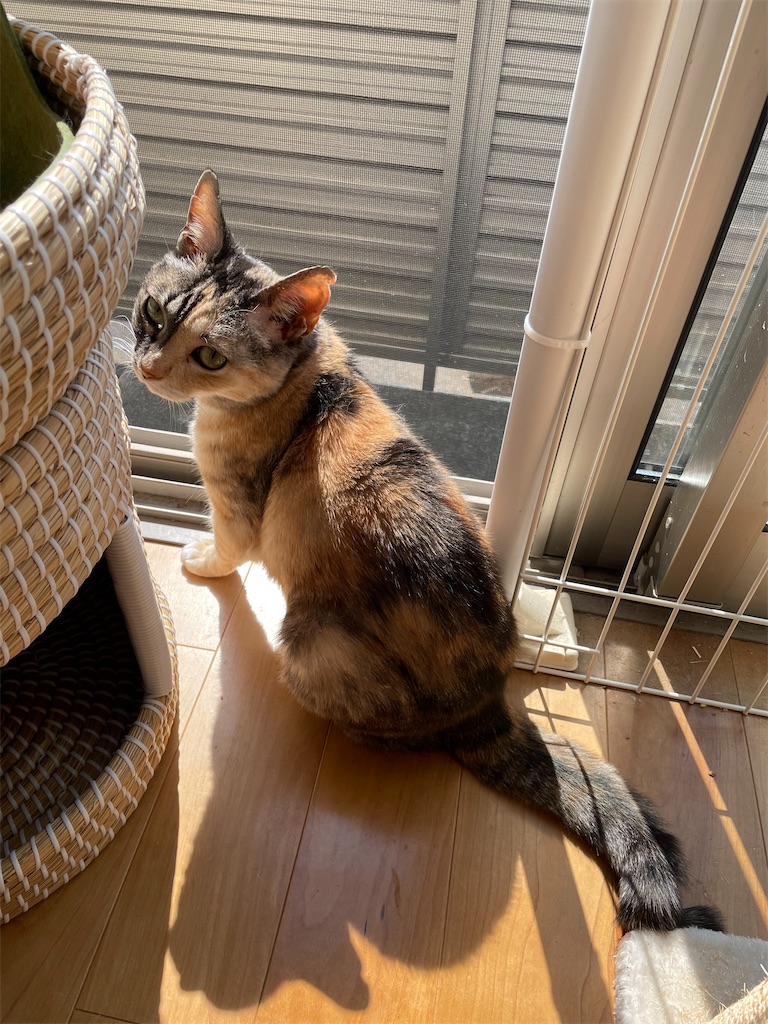 f:id:hiraryo0201:20220312172957j:image