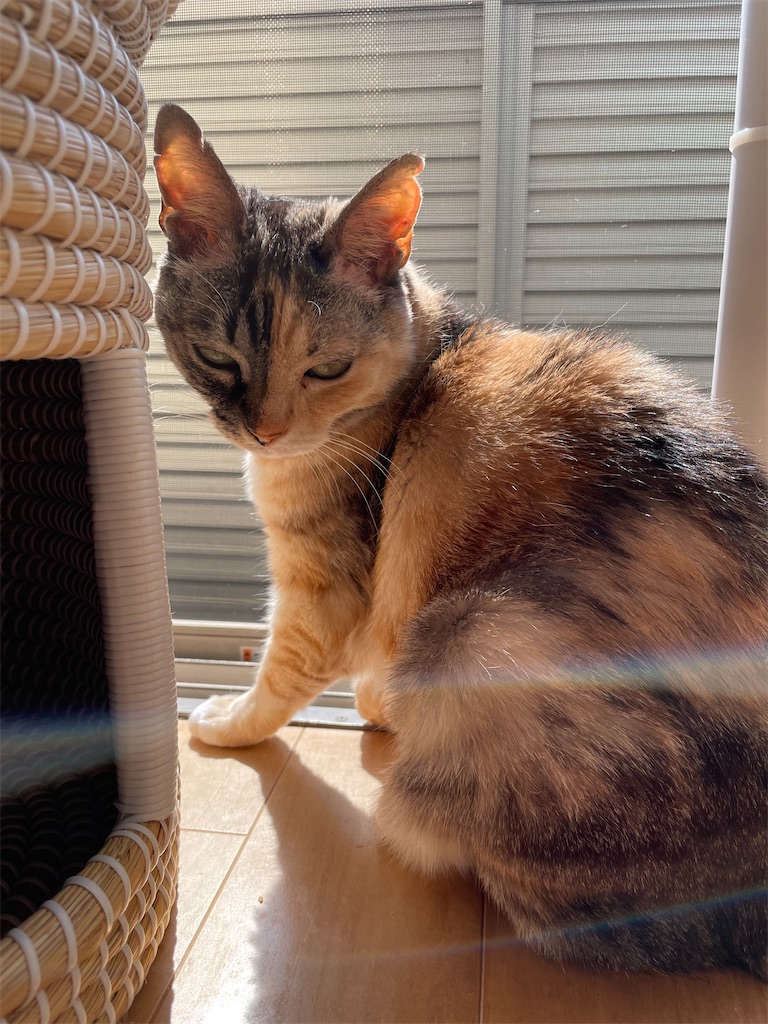 f:id:hiraryo0201:20220312173001j:image