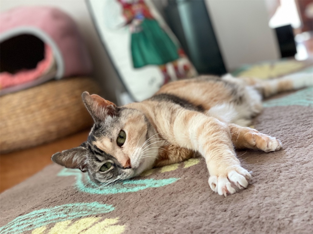 f:id:hiraryo0201:20220312180304j:image