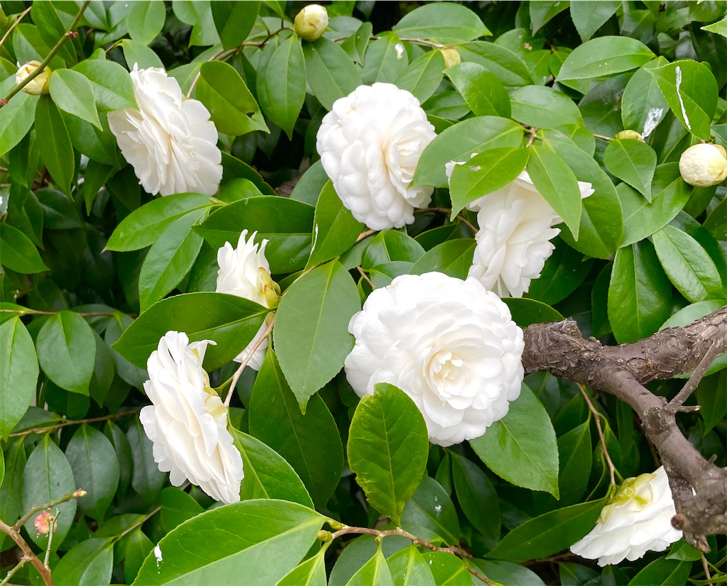 f:id:hiraryo0201:20220320162946j:image