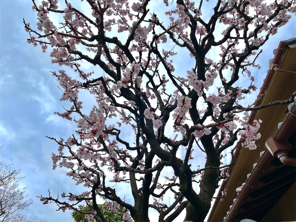 f:id:hiraryo0201:20220320162949j:image