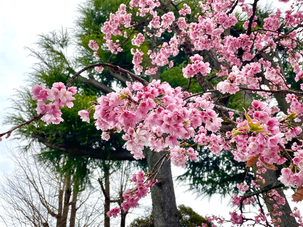 f:id:hiraryo0201:20220320163008j:image