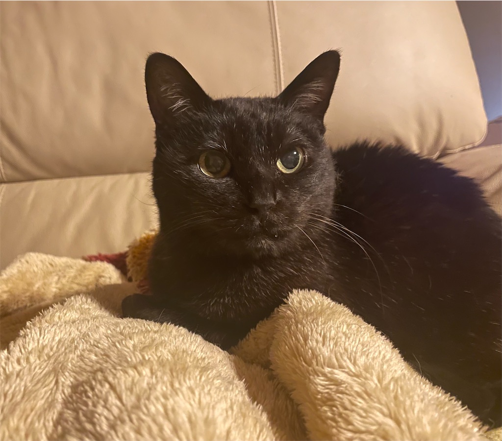 f:id:hiraryo0201:20220402194355j:image