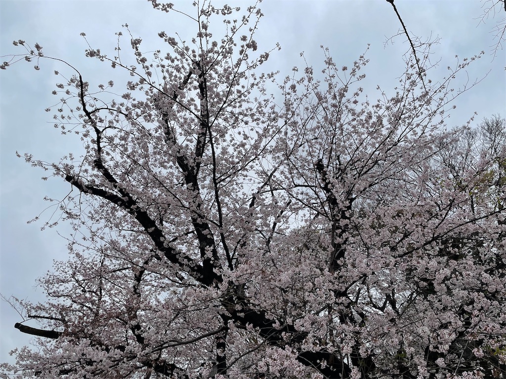 f:id:hiraryo0201:20220403181346j:image
