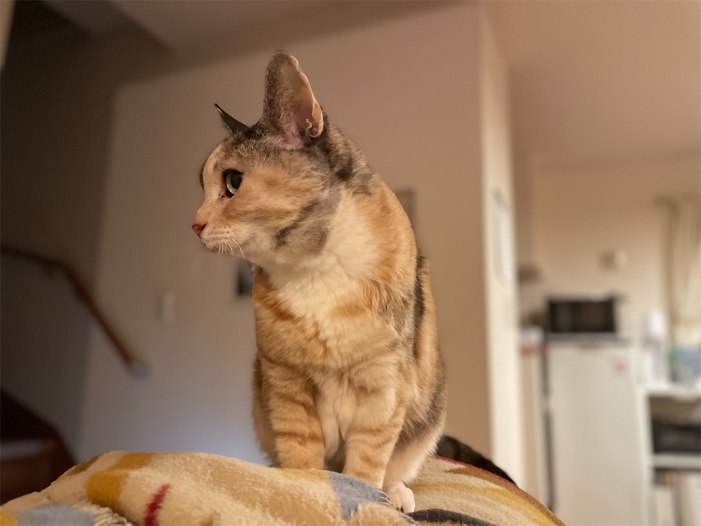 f:id:hiraryo0201:20220406071903j:image f:id:hiraryo0201:20220406071903j:image