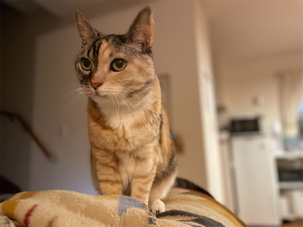 f:id:hiraryo0201:20220406071908j:image f:id:hiraryo0201:20220406071908j:image