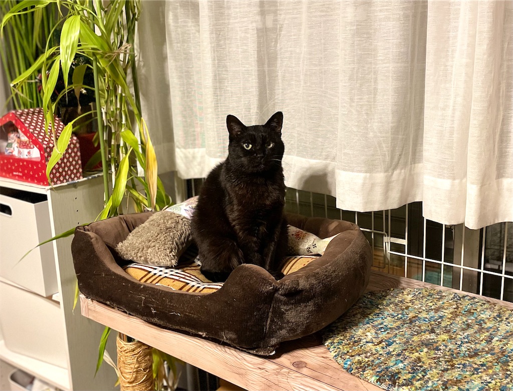 f:id:hiraryo0201:20220406071912j:image f:id:hiraryo0201:20220406071912j:image