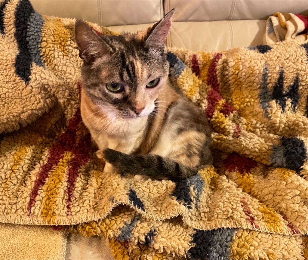 f:id:hiraryo0201:20220412200936j:image