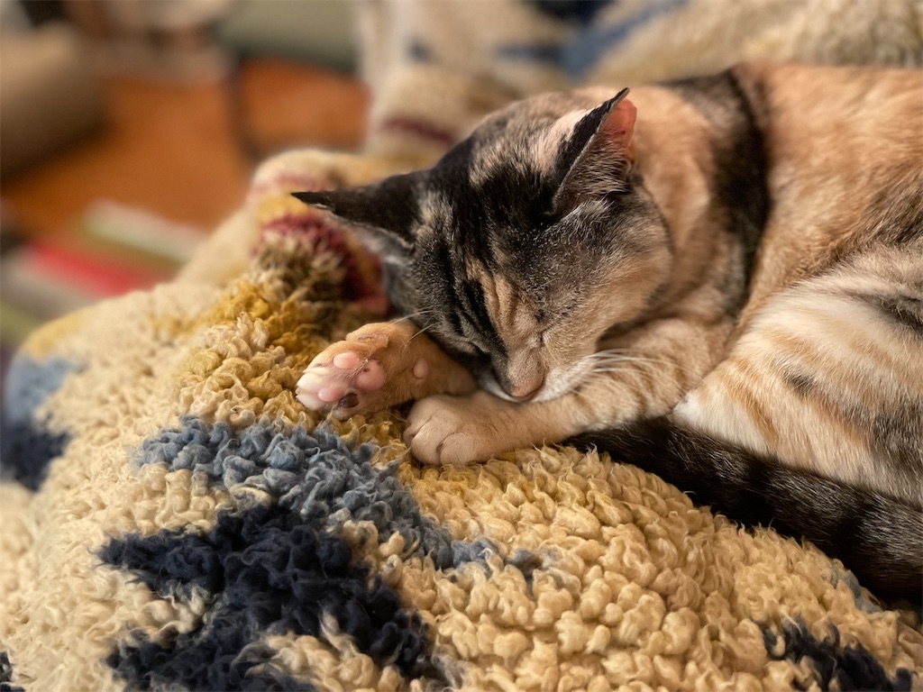 f:id:hiraryo0201:20220412201813j:image