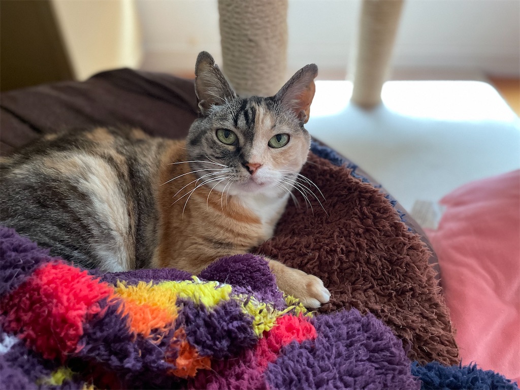 f:id:hiraryo0201:20220501134655j:image f:id:hiraryo0201:20220501134655j:image