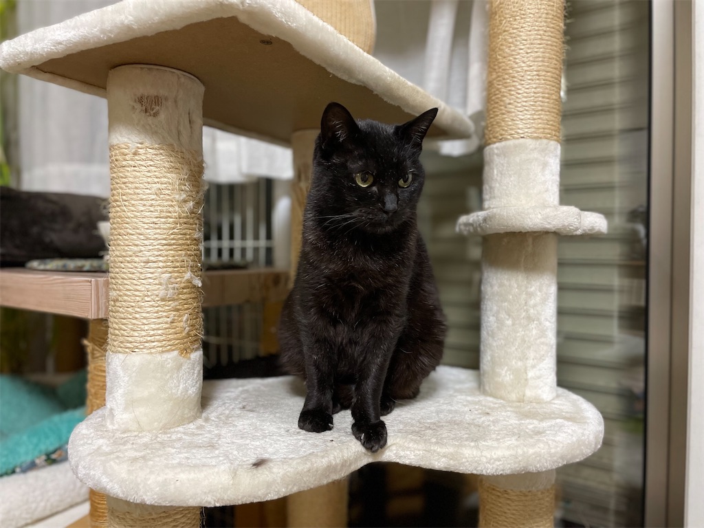 f:id:hiraryo0201:20220507142658j:image