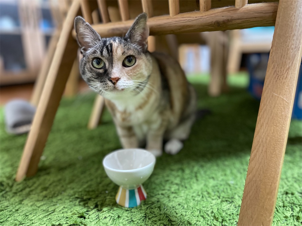 f:id:hiraryo0201:20220507142703j:image