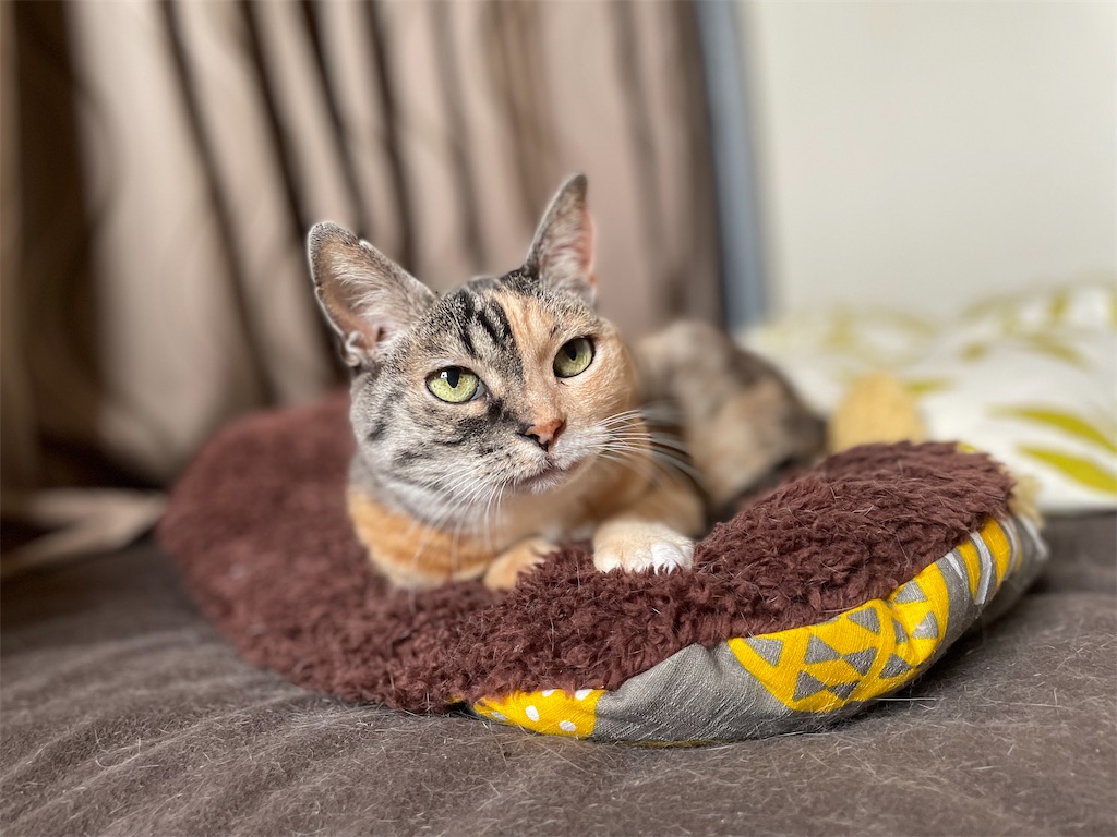 f:id:hiraryo0201:20220508090348j:image f:id:hiraryo0201:20220508090348j:image