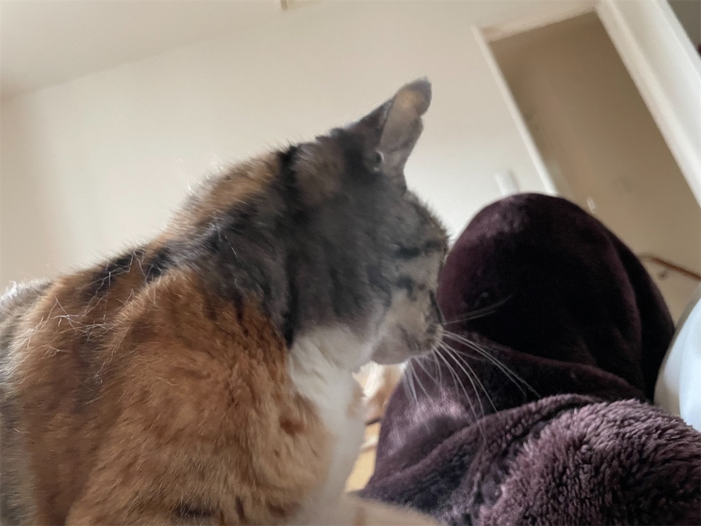 f:id:hiraryo0201:20220511191613j:image