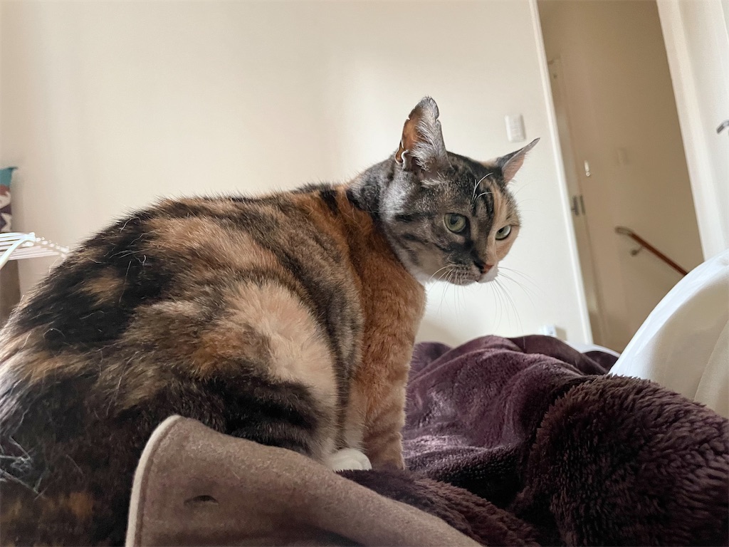 f:id:hiraryo0201:20220511191618j:image