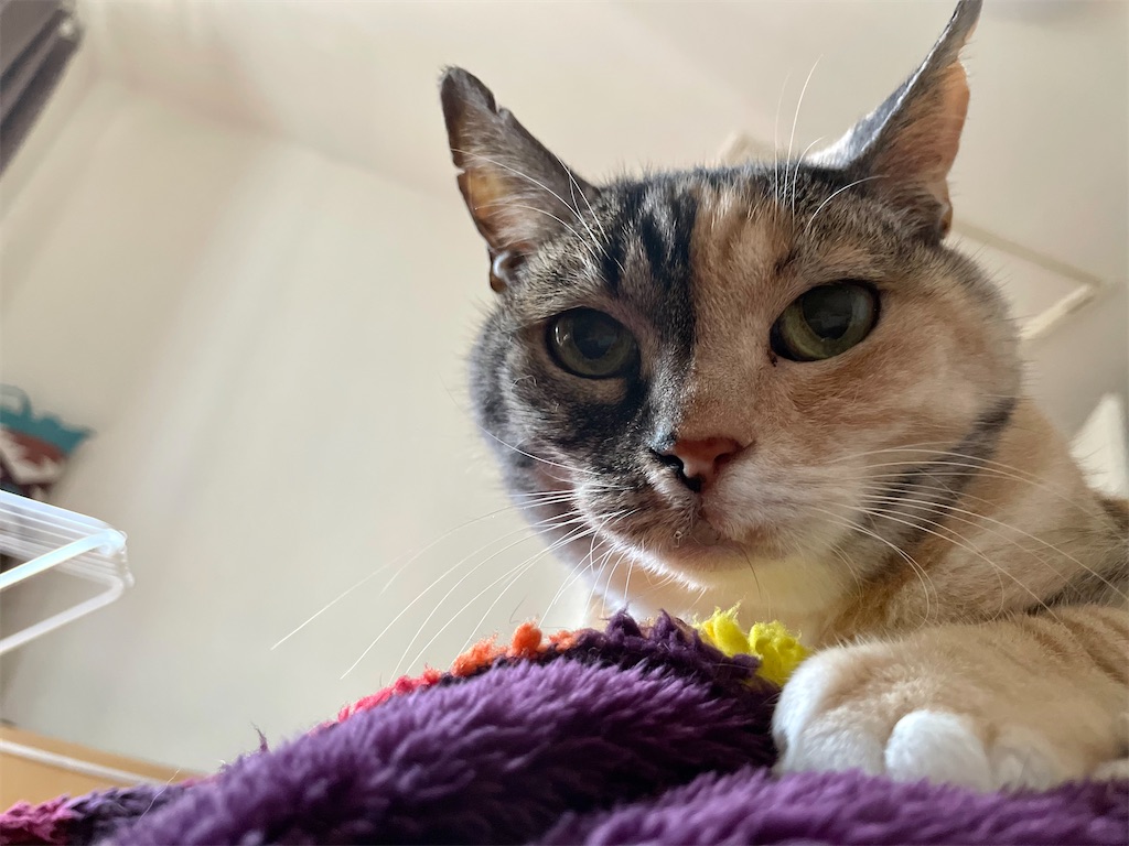 f:id:hiraryo0201:20220511191621j:image