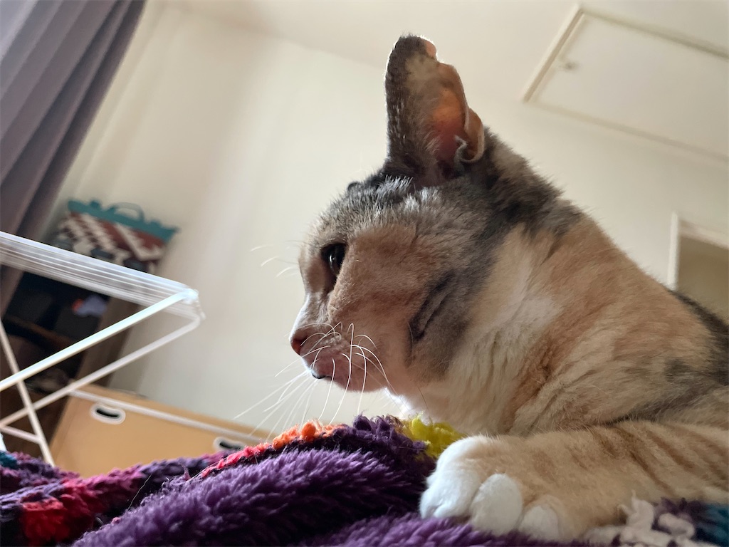 f:id:hiraryo0201:20220511191632j:image