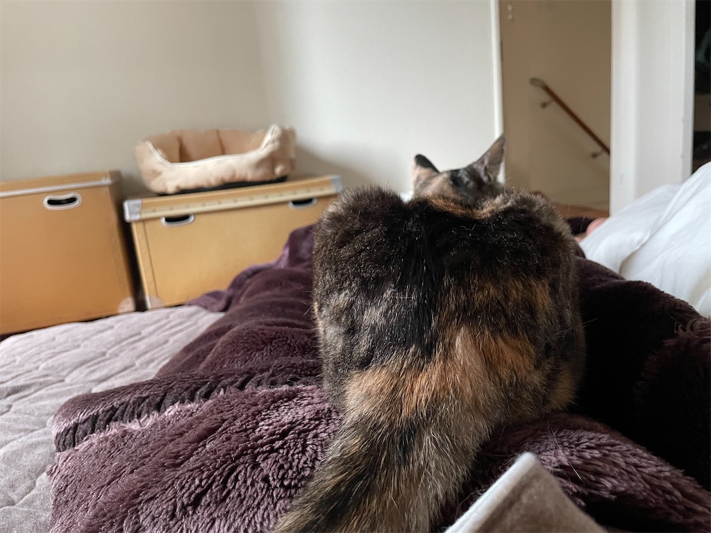 f:id:hiraryo0201:20220511191635j:image