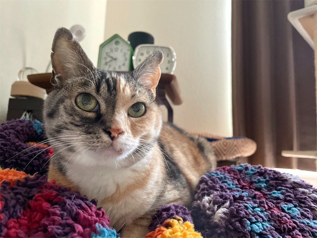 f:id:hiraryo0201:20220515113315j:image