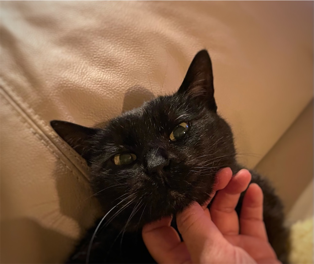 f:id:hiraryo0201:20220519214358j:image