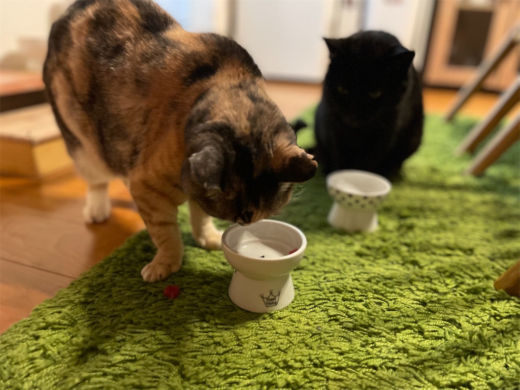 f:id:hiraryo0201:20220524073712j:image