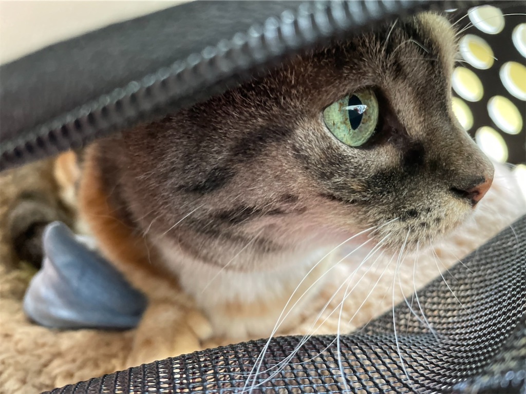 f:id:hiraryo0201:20220527210424j:image f:id:hiraryo0201:20220527210424j:image