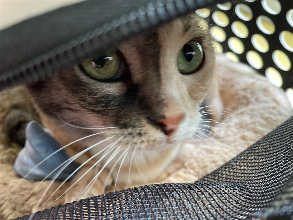 f:id:hiraryo0201:20220527210430j:image f:id:hiraryo0201:20220527210430j:image