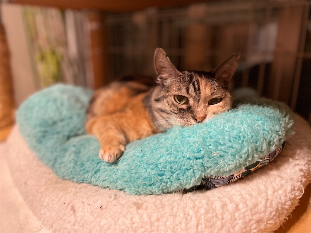 f:id:hiraryo0201:20220527210433j:image f:id:hiraryo0201:20220527210433j:image