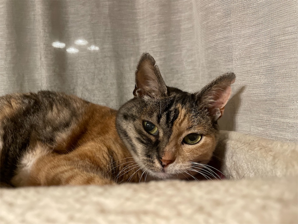 f:id:hiraryo0201:20220611165556j:image