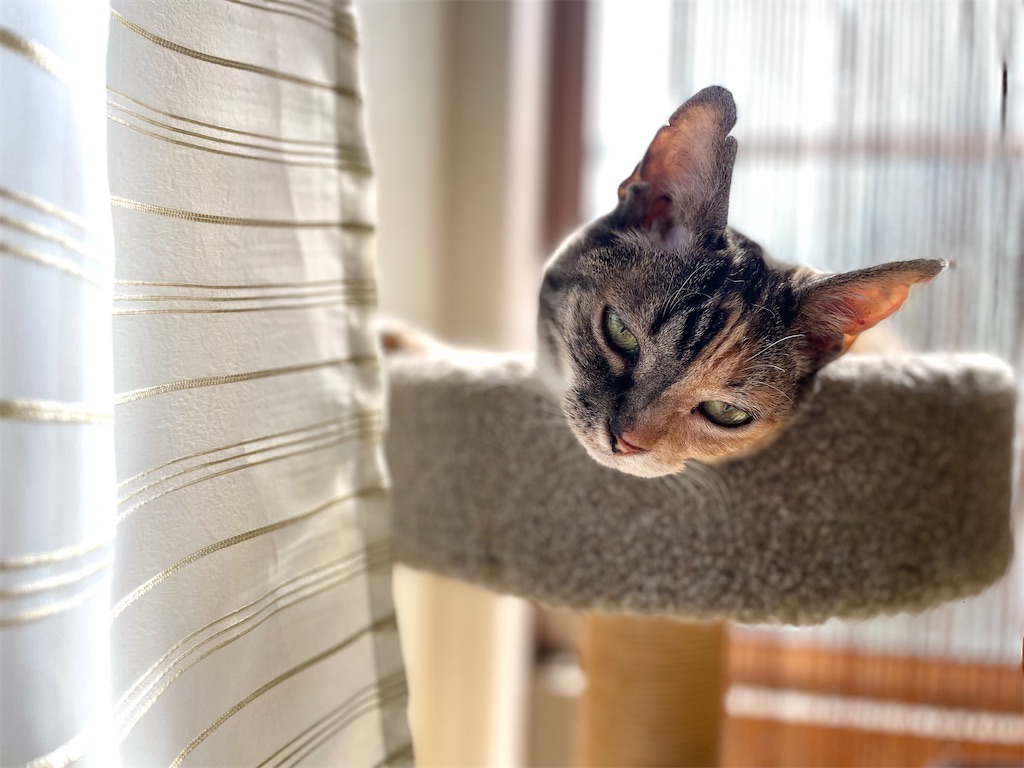 f:id:hiraryo0201:20220619180429j:image