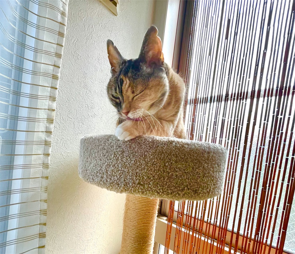 f:id:hiraryo0201:20220627191928j:image