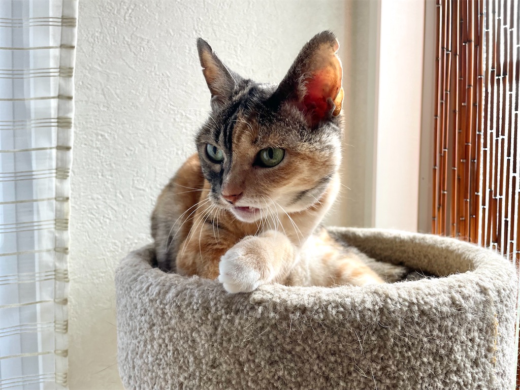 f:id:hiraryo0201:20220627191931j:image