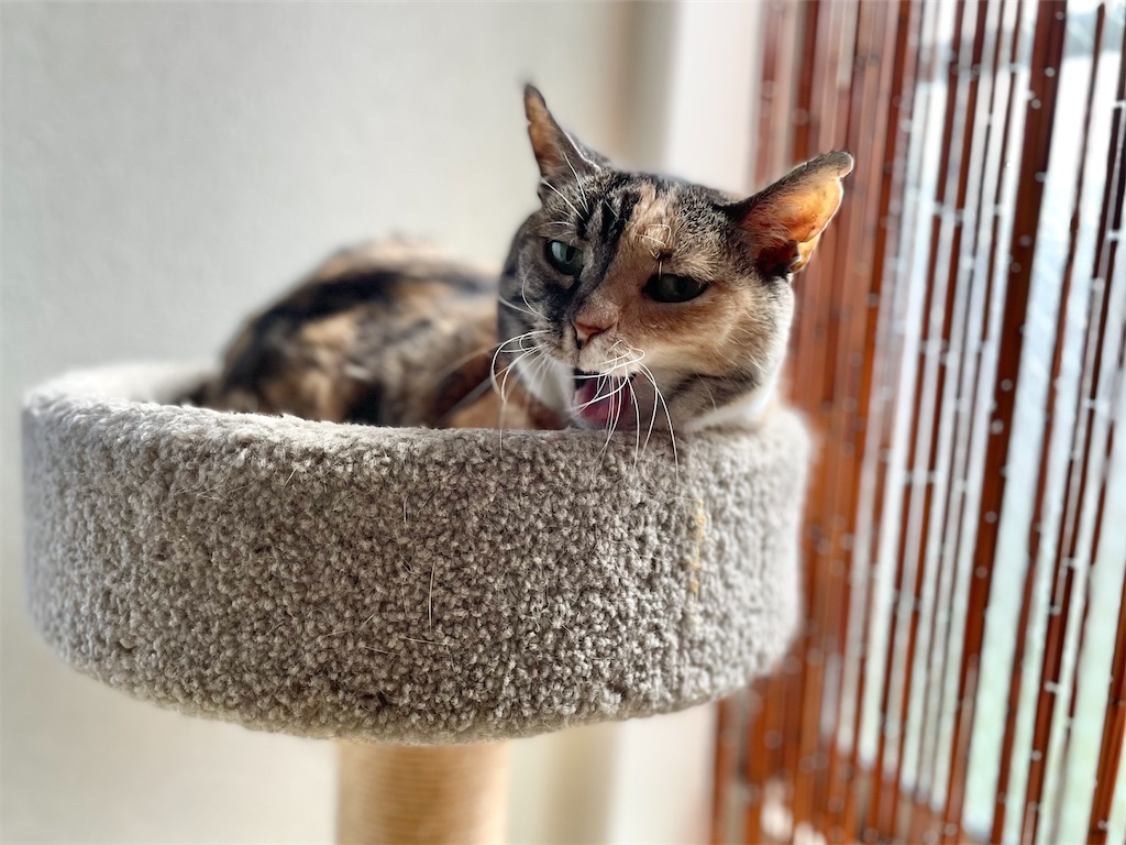 f:id:hiraryo0201:20220627191934j:image