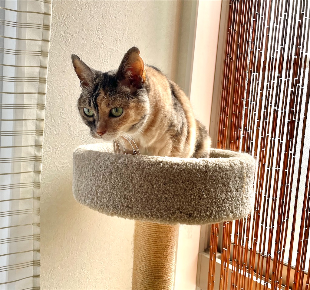 f:id:hiraryo0201:20220627191937j:image