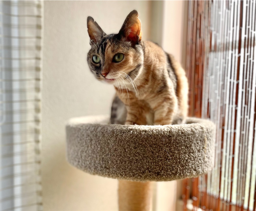 f:id:hiraryo0201:20220627191941j:image