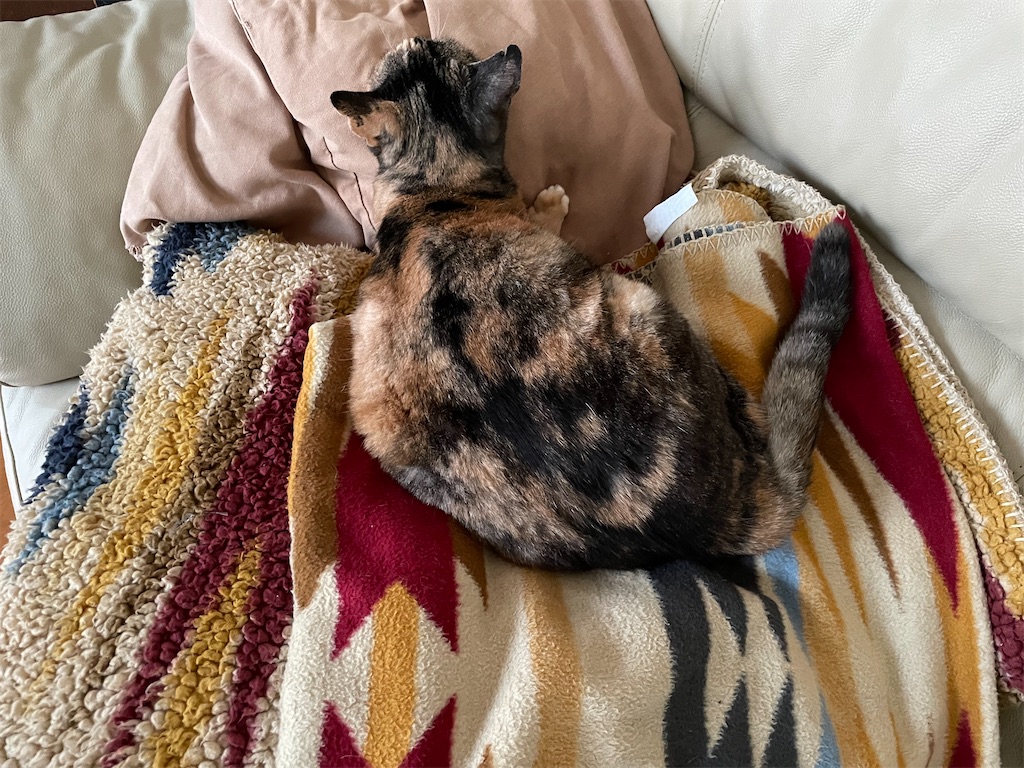 f:id:hiraryo0201:20220630190200j:image