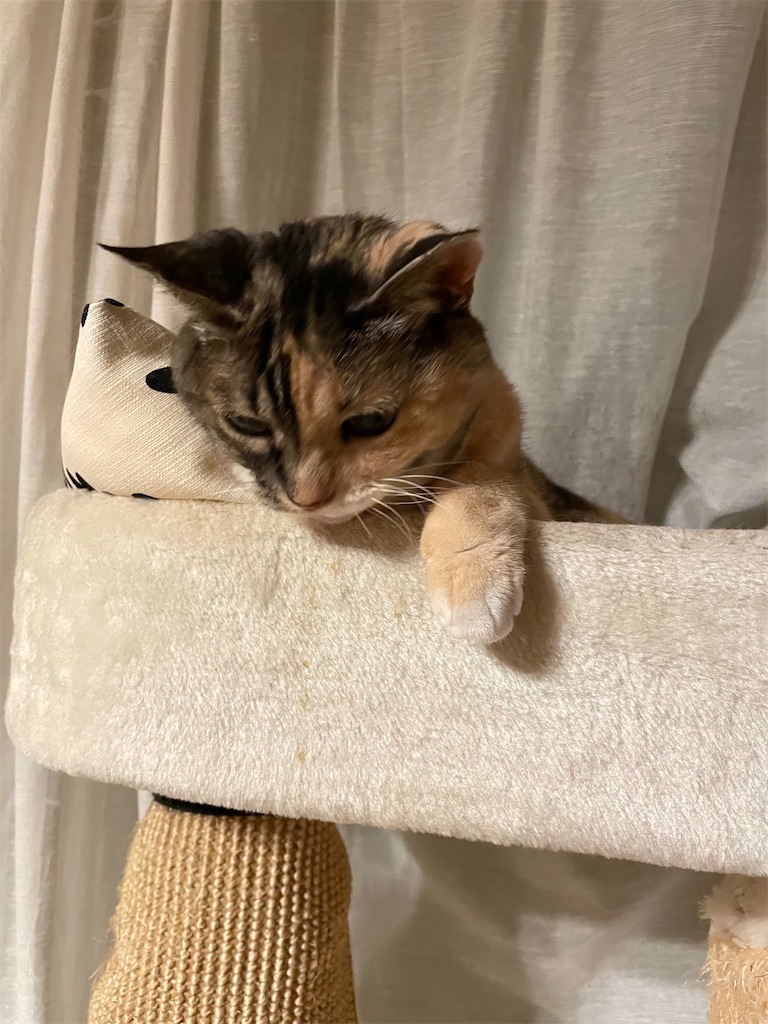 f:id:hiraryo0201:20220702092029j:image